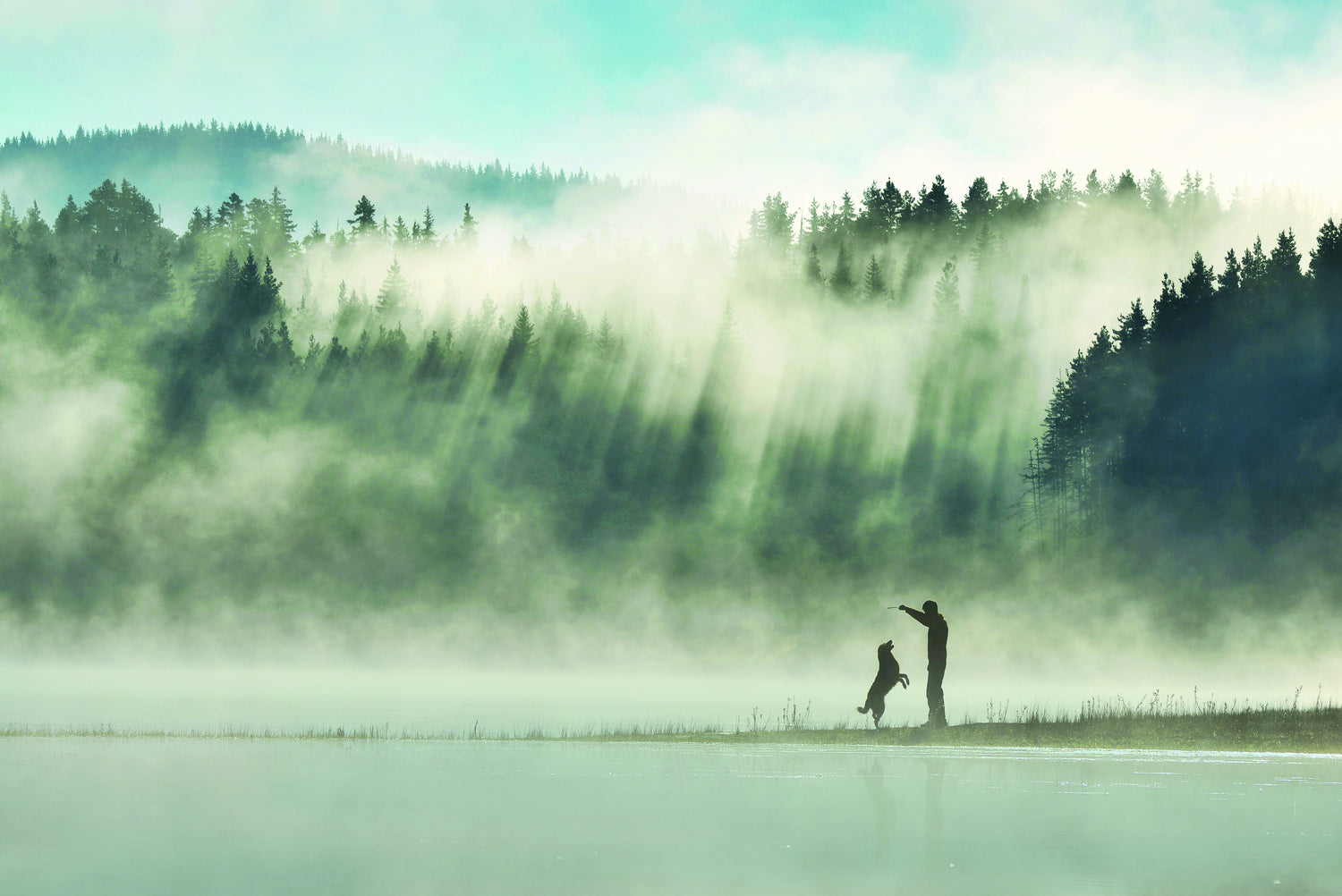 Ilmastoystävällinen koiranruoka